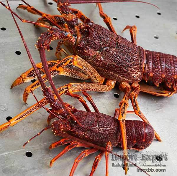 Rock lobsters