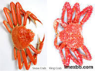 Live and frozen king crab, snow crab, spanner crab, king crab leg, clusters