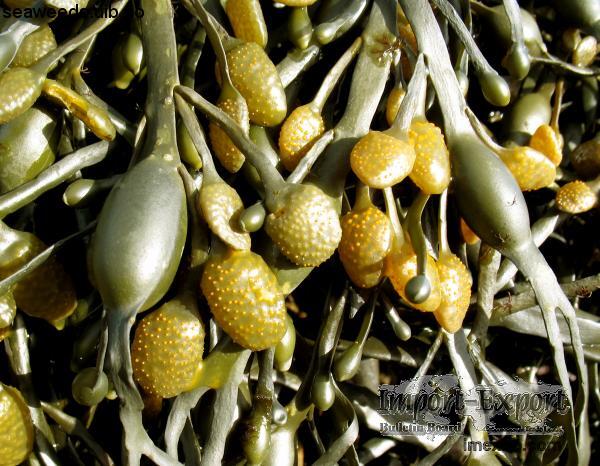 Ascophyllum Nodosum / Fucus Vesiculosus / Brown Algae Fucus