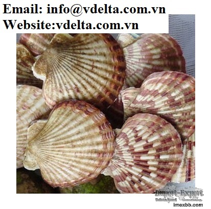 Scallop Shell Material from Vietnam (for crafts, decorations and gifts)