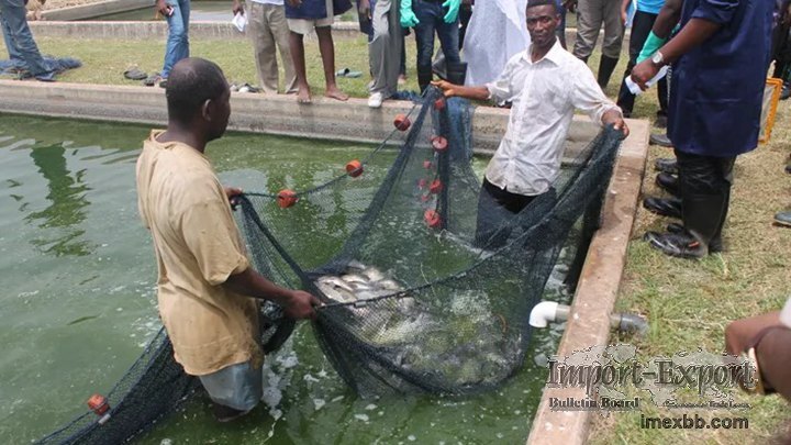 Fish feed production analysis in Ghana