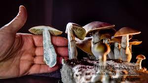   Buy Shroom Edibles, Buy DMT Online ,Buy Blue Meanie Magic Mushrooms Onlin