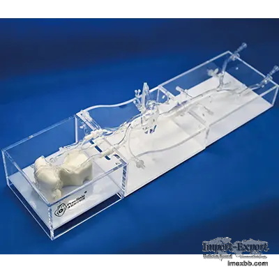 Intracranial Vascular Model