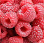 supply the Individual Quick Frozen(IQF) berry 