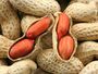 Raw Red Skin Peanut and Blanched Peanut, Groundnuts in Shell