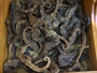 Dried Seahorse / Dried Sea Horse for Sale