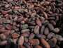 Cocoa Beans, Dried Cacao Beans for Sale