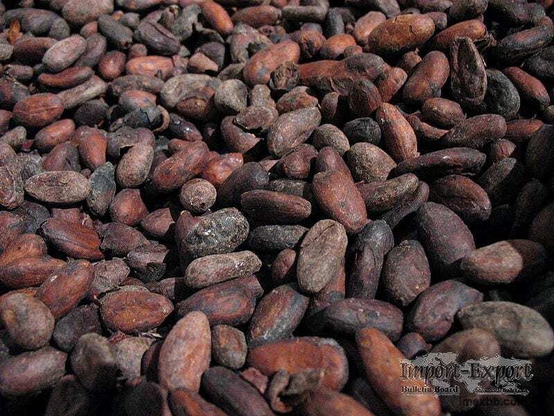 Cocoa Beans, Dried Cacao Beans for Sale