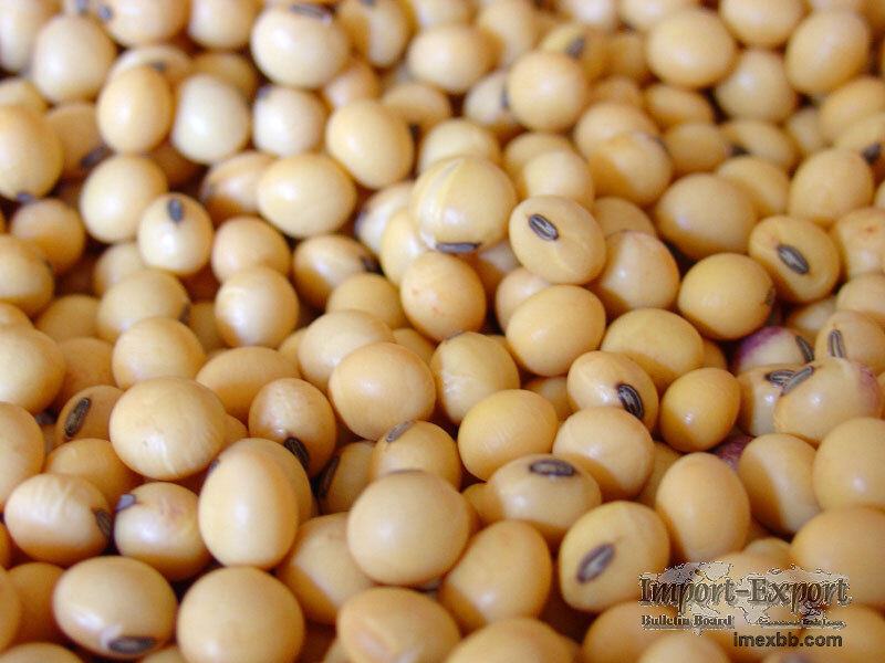 Soybeans Soya Bean, Soybean Meal GMO and Non GMO