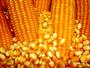 Non GMO Yellow Corn Maize and White Corn for Sale