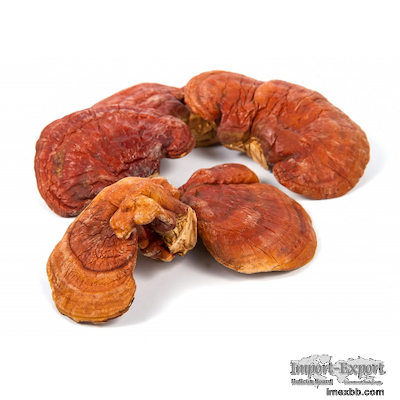 Reishi Mushroom and Cordyceps Extract Polysaccharides