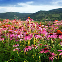 Echinacea Extract