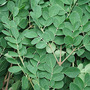 Moringa Leaf Extract