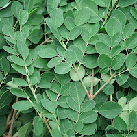 Moringa Leaf Extract