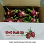 Song Nam export Vietnamese fresh dragon fruit