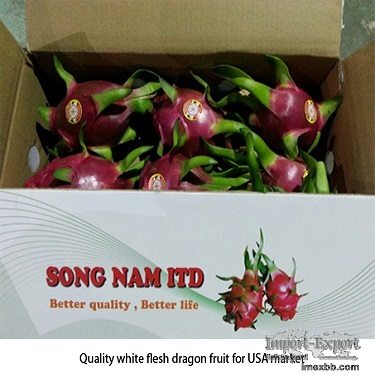 Song Nam export Vietnamese fresh dragon fruit