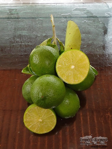 Looking for Vietnamese green seedless lime exporter