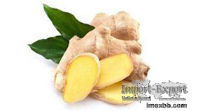 Ginger extract