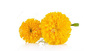 Calendula extract