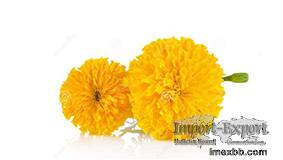 Calendula extract