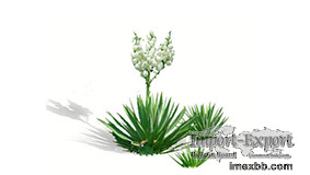 Yucca extract