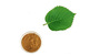 Mulberry leaf extract