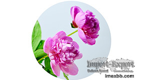 Peony extract